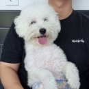 눈이부시개 이미지