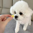 내돈내산 다이소 강아지 간식 추천 - 하림펫푸드) 밥이보약 관절튼튼 건강볼 후기