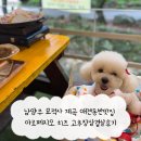 아르페지오 | 남양주 묘적사 계곡 애견동반맛집 아르페지오 치즈 고추장삼겹살후기