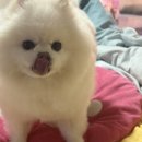 펫푸드 고구마 닭 강아지수제간식 추천 여시까까