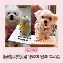 말티와푸들이사는집 | [수원 금곡동] 강아지 케이크 / 강아지 입체 케이크 _ 멍집사 케이크 구매 후기