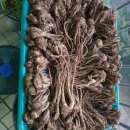 당귀 목이버섯 삽주 마가목열매 산사 이미지