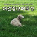 NR-6[경강로]-상-25 | 강릉 가볼만한 곳 대관령양떼목장 7월 8월 여행지로 추천