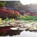 백일홍연지 티스토리
