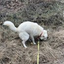 강아지를 찾습니다. 경북 칠곡군 석적읍 다이소 근처에서 산책중 실종되었어요. 이미지