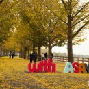 곡교천 은행나무길 이미지