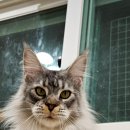 티피쿤(TIPPYCOON) 이미지