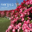 모니대부 | 기차 타고 장미 오픈런! 5월의 붉은 여왕을 만나다 - 하양 대부잠수교 장미터널 90% 개화 솔직 후기