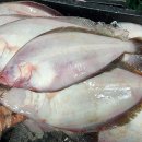 신안홍어 이미지