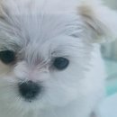 미유펫 강아지분양 고양이분양 전주점 | 미유펫 강아지분양 고양이분양 전주점에서 사랑스러운 친구를 만나세요! 🐾
