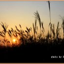 장미빛인생 이미지