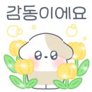 코코 반려견미용실 이미지