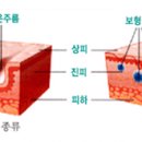 [봄의약속안과] 안전하고 아름답게 ~~숨어있는 젊음을 찾을수 있는 보톡스!!필러!! 소개드리겠습니다 이미지