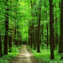 피톤치드 이미지