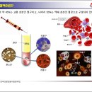 2011.11.17 광주전남지역 다발성골수종 환우회 모임 강의내용(혈액의 기초, 혈액검사 기초) 이미지