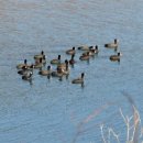 심천부항기 이미지