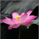 강주연못 이미지