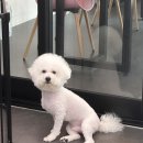 휘게 펫케어 이미지