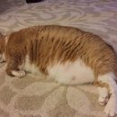 펫하임 강아지 고양이 이미지