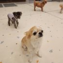 도그레스트 이미지