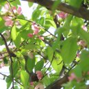 민들레화원 이미지