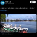 2월 둘째 주) 사과 깎아 줄 송서방 구함