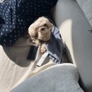 오라켄넬 | 살구의 만 1살 기록 끝!(25년도 1월~3월)