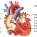 심혈관질환 이미지