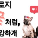 개인생활펫 이미지