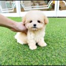 야옹아 멍멍해봐 강아지고양이 평택점 이미지