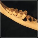 365효플란트치과의원 이미지