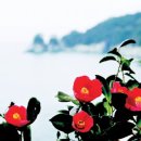 화신동백 이미지