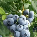 블루베리마을 이미지