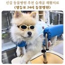 이피퀴스 말동물병원 | 신길 동물병원 추천 슬개골 수술 후 재활치료 영등포 24시 동물병원