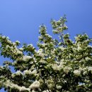 달콤한 민들레의 속 이미지