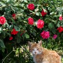 화려한휴식 이미지