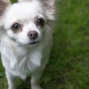 하얀강아지 이미지