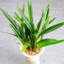 꽃보다 보세 이미지