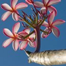 후랜지패니 (Frangipani) 이미지