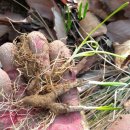 두메농장 이미지