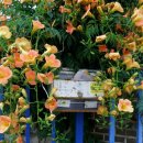 다시오리 이미지