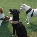 도그파크랜드 이미지