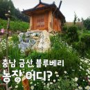 부부인삼농원 | [오늘N 한상 잘 차렸습니다] 충남 금산 블루베리 농장 부부의 보랏빛 밥상 위치 정보