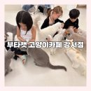착한보청기강서마곡센터 | [부타캣 강서점]마곡 60마리 개냥이들 쾌적한 마곡고양이카페 데이트코스 추천 후기