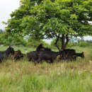 나눔염소농장 이미지