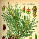 Pine cone 이미지