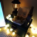 노리댕댕 이미지