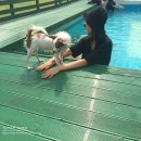 하쿠애견샵 | 애견동반이 가능한 강남역미용실?! 강남에서 가까운 애견운동장/수영장 체험후기♡제이네운동장