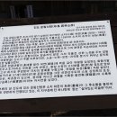 아리랑동백숲