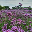 플라워펜션 이미지